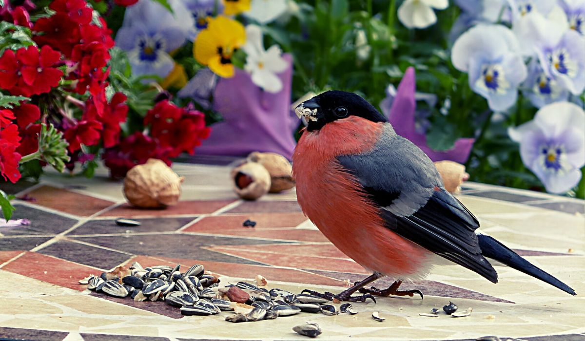 Feeding Your Feathered Friends: Tips for Finding a Reliable Sunflower Hearts Supplier